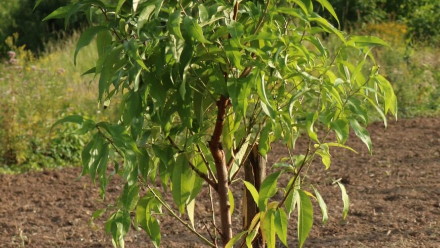 Neues Obst für die Aromadestille